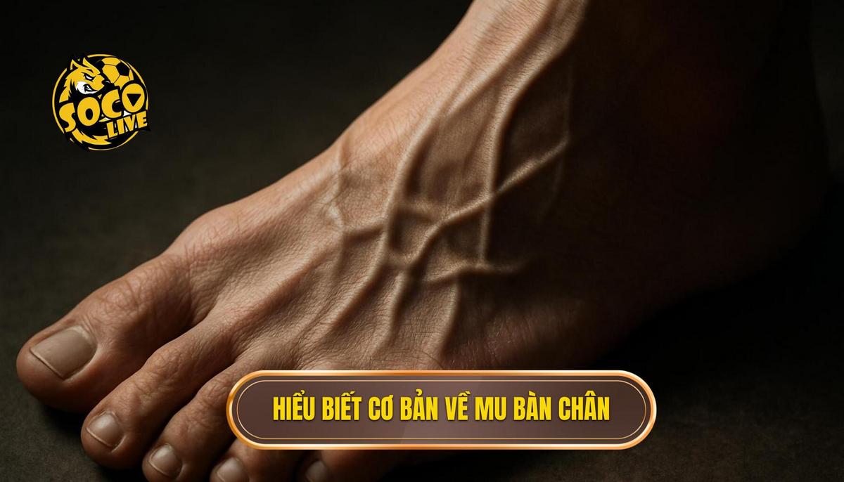 Nền Tảng Cơ Bản_ Hiểu Rõ Về Mu Bàn Chân